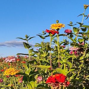 Meet your Posher, Posh